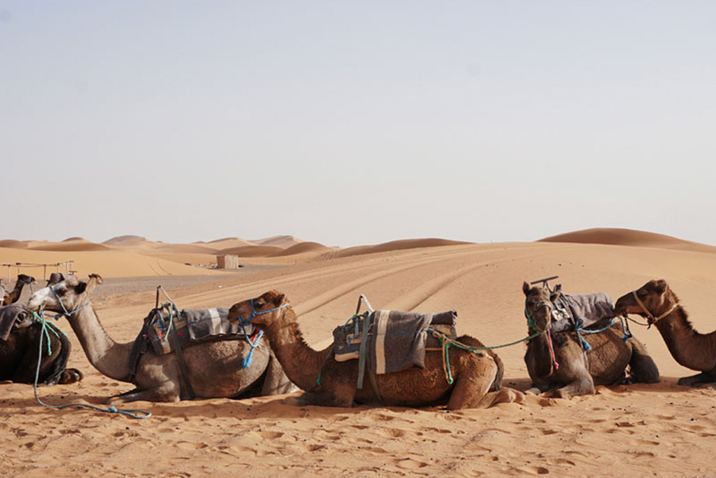 Dromedarios Erg Chebbi, Marruecos